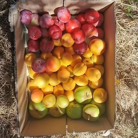 Hébergement de vacances Viola