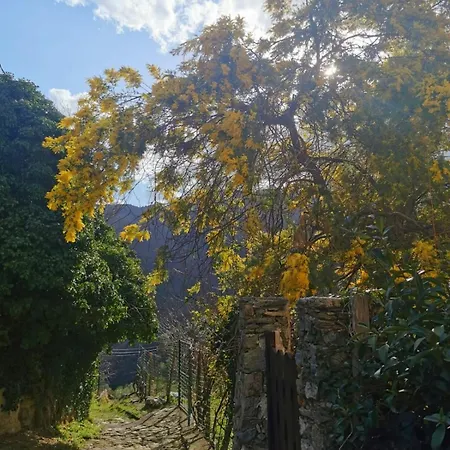 Nyaraló Viola
